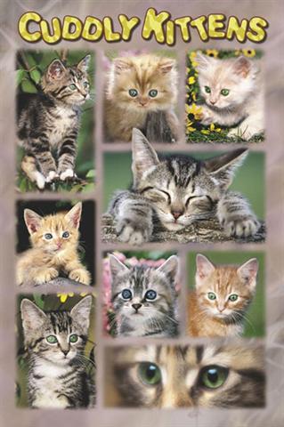 Poster - Cuddly kittens